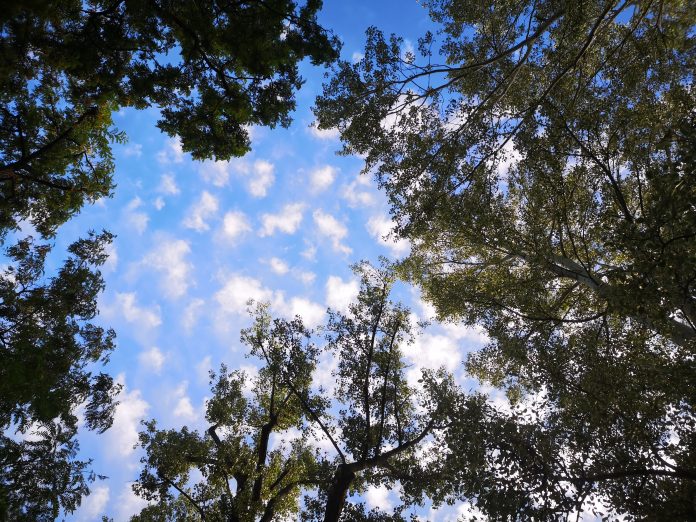 Copyright Thomas Grabner